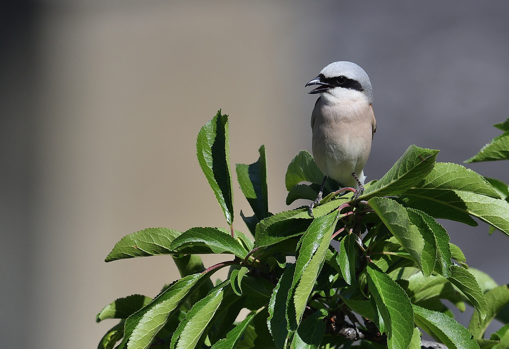 DSC_4268.jpg