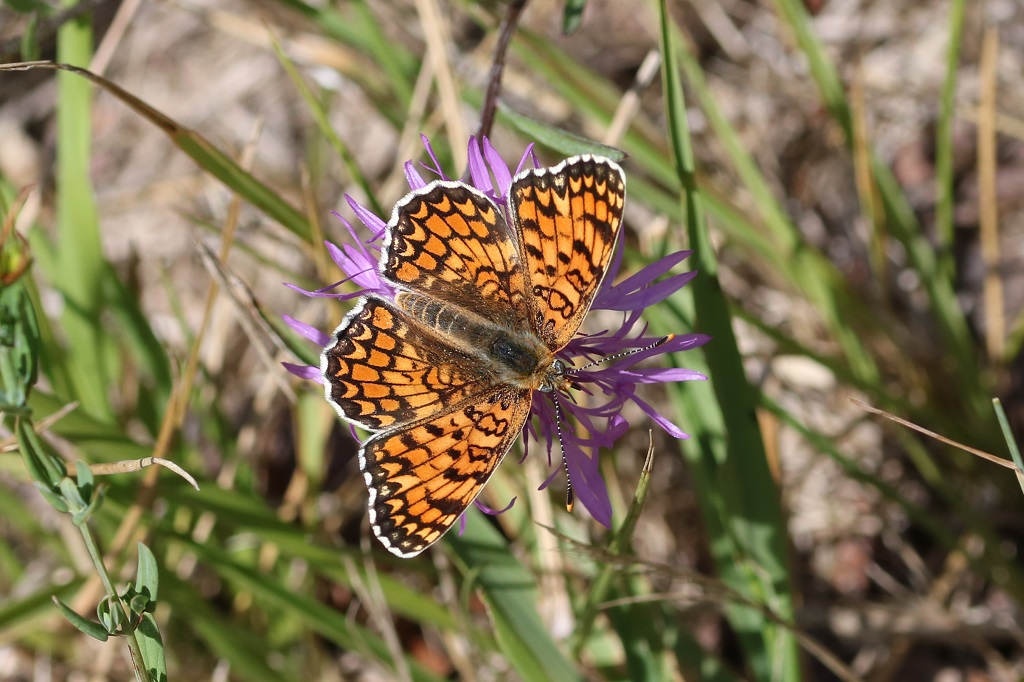 5 IMG_6038 Melitaea phoebe M. des centaurées.JPG