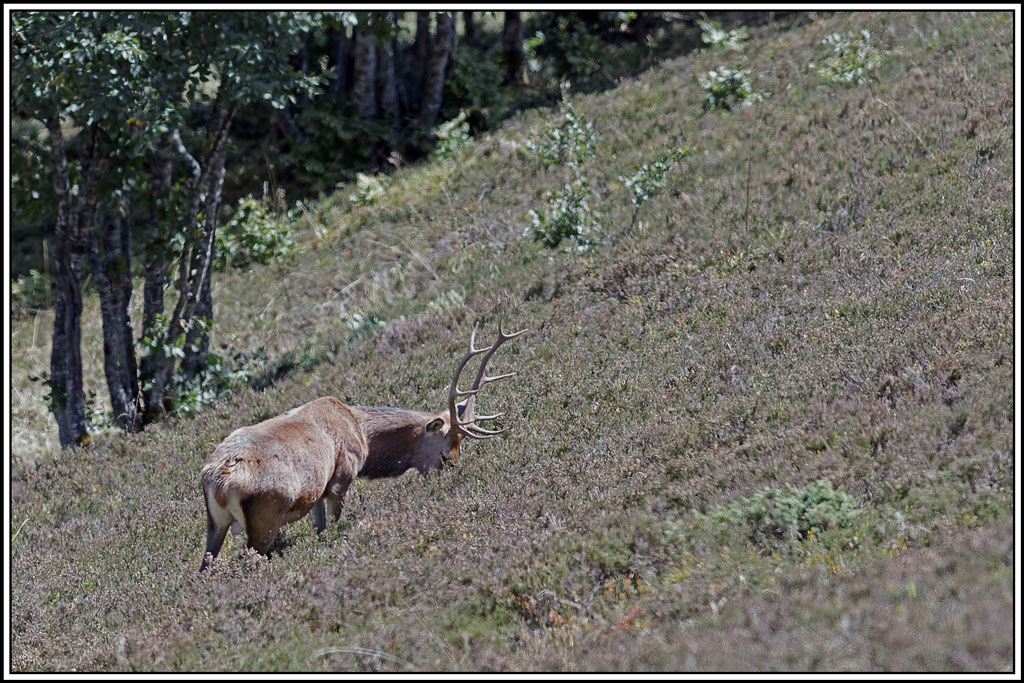 cerf(4285).jpg