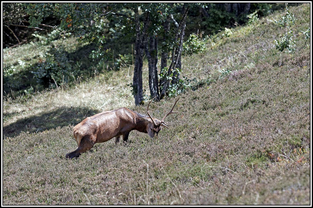 cerf(4292).jpg