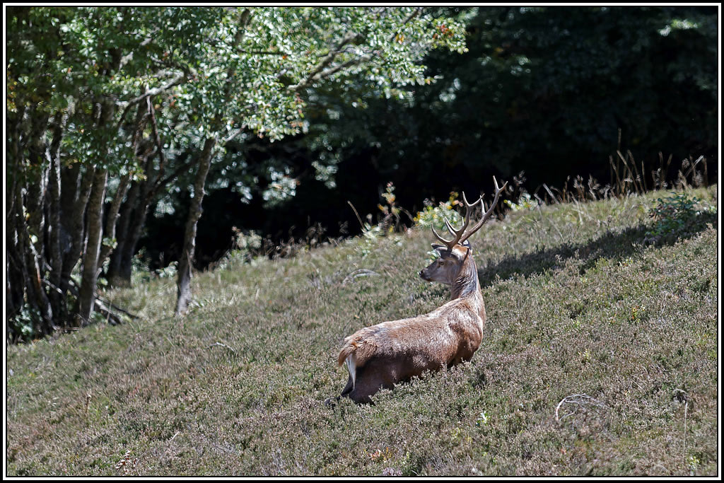 cerf(4298).jpg