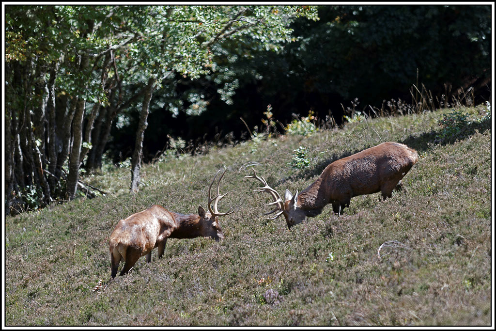 cerf(4309).jpg