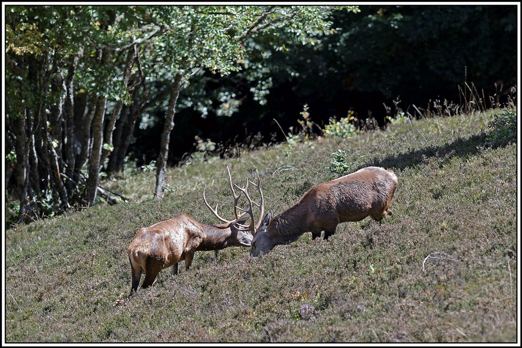 cerf(4320).jpg