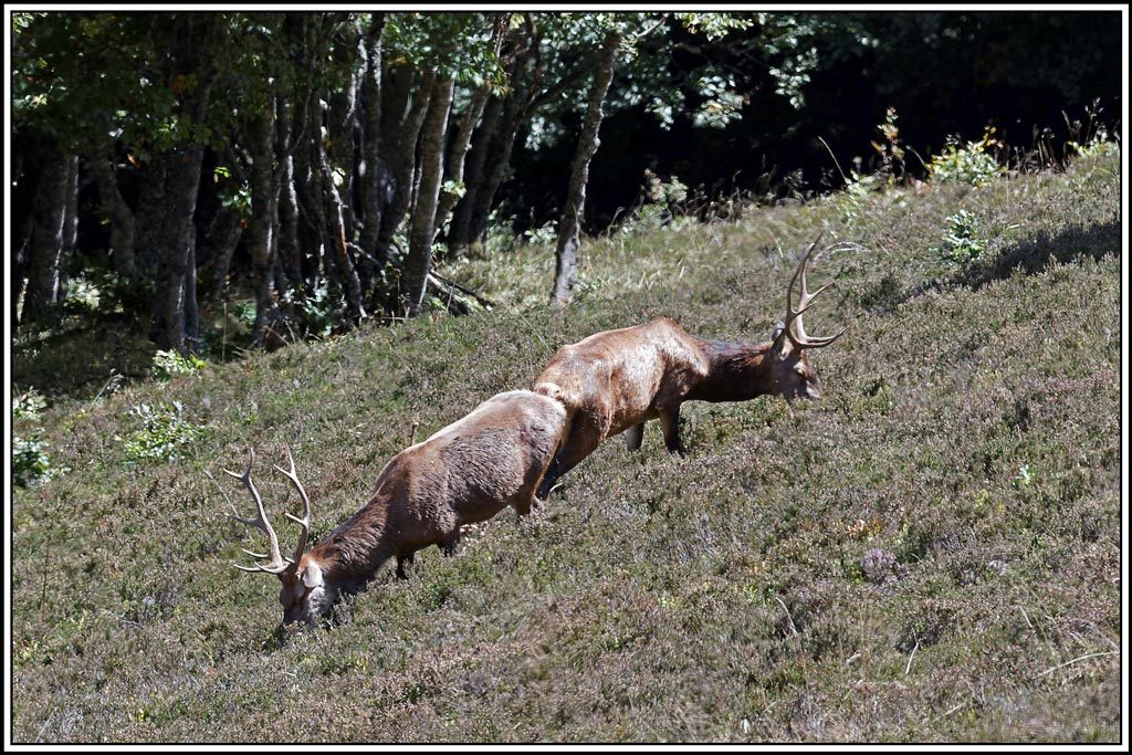 cerf(4331).jpg