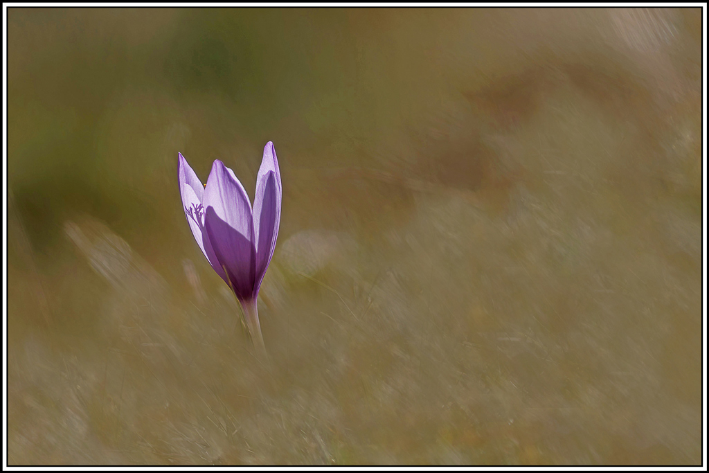 flore(1161)(Crocus_a_fleur_nue(Crocus_nudiflorus).jpg