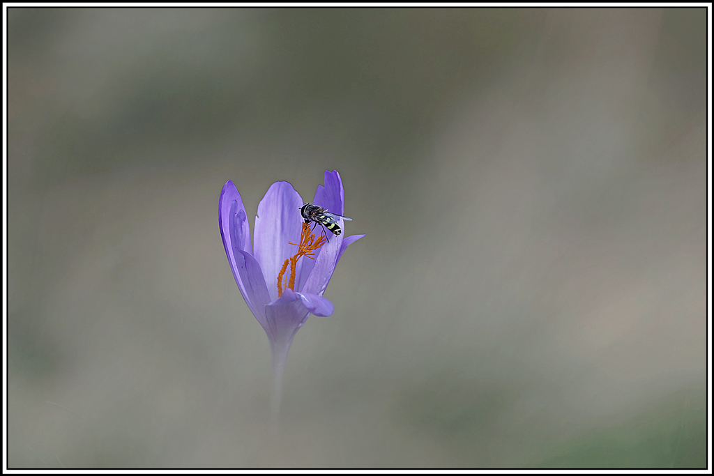 flore(1166)(Crocus_a_fleur_nue(Crocus_nudiflorus).jpg