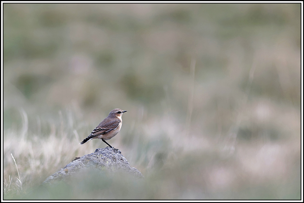 Traquet_motteux(Oenanthe_oenanthe)(1).jpg