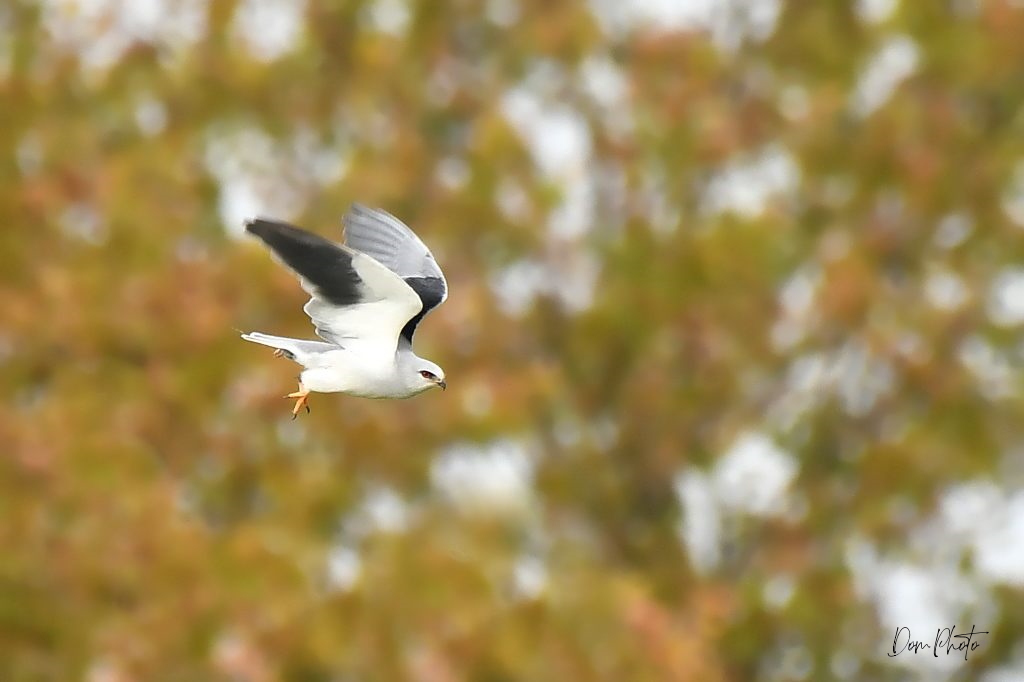 DSC_0077IN.jpg
