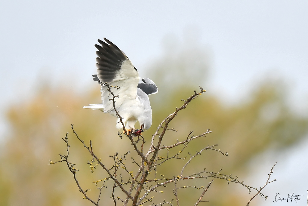 DSC_0164IN.jpg
