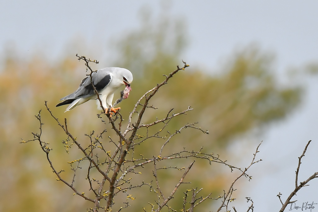 DSC_0230IN.jpg