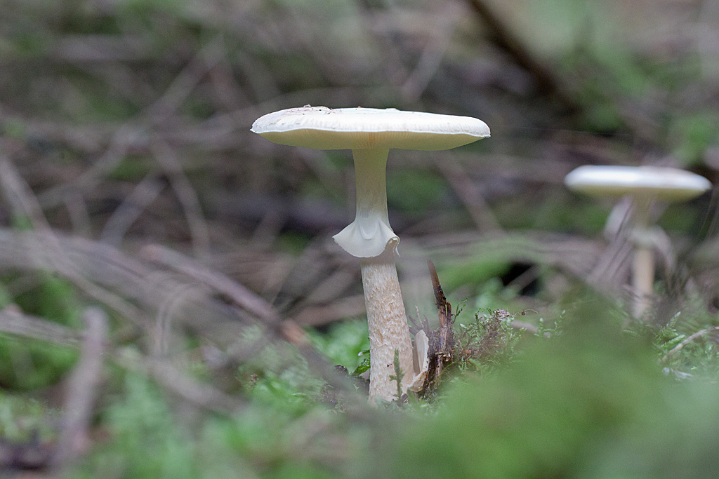amanite citrine - Amanita citrina.jpg