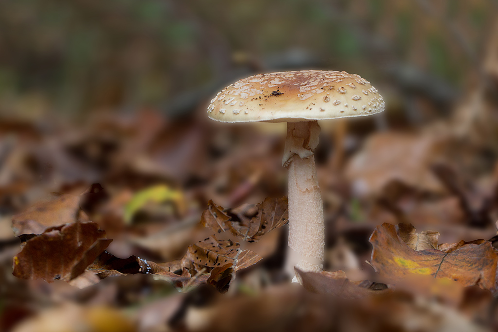 amanite rougissante (golmotte) - Amanita rubescens.jpg