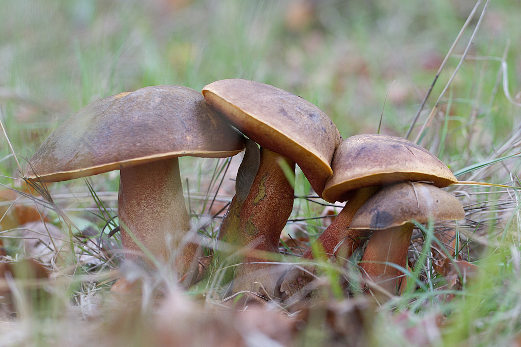 bolet à pied rouge - Boletus erythropus.jpg