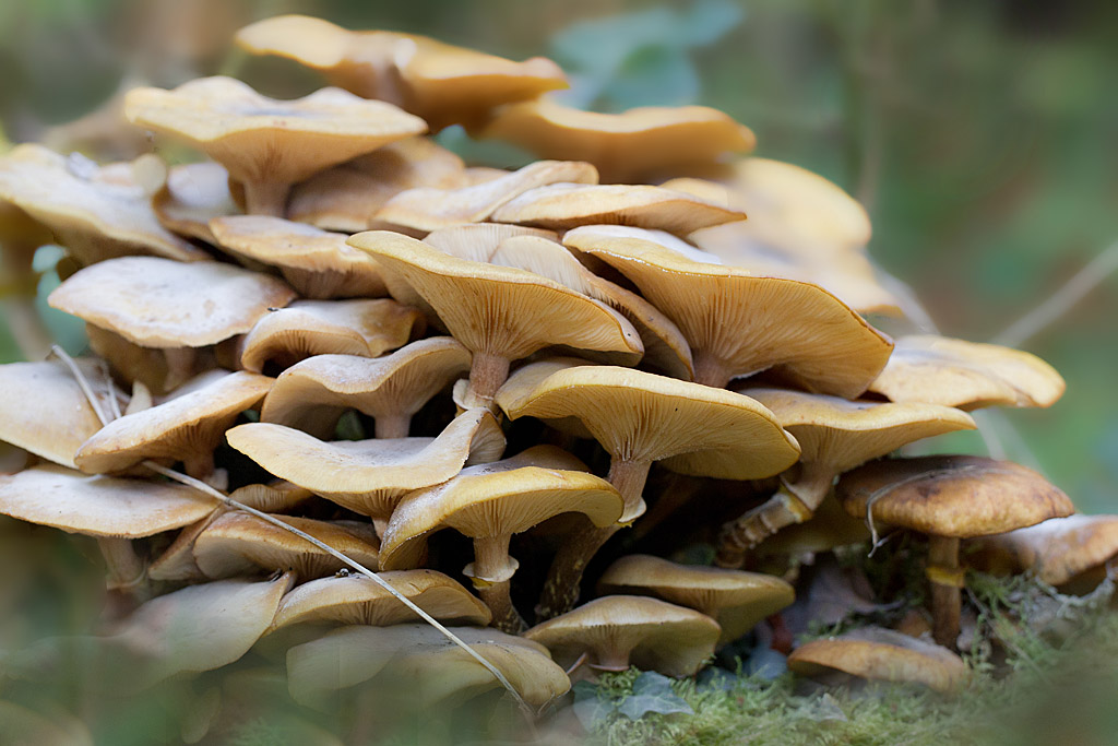 armillaire couleur d emiel - Armillaria mellea.jpg