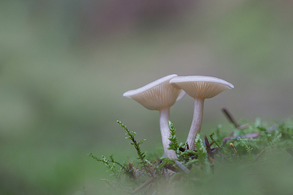 clitocybe discolor - Clitocybe decembris.jpg