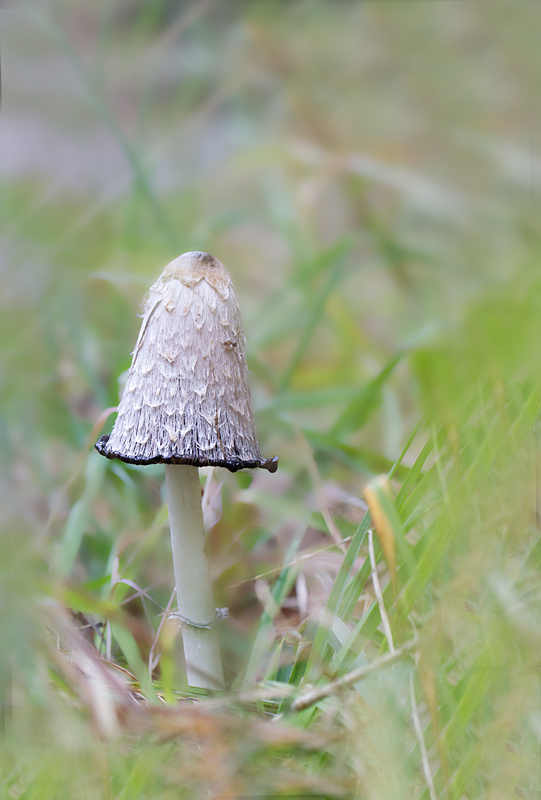 coprin chevelu - Coprinus comatus.jpg