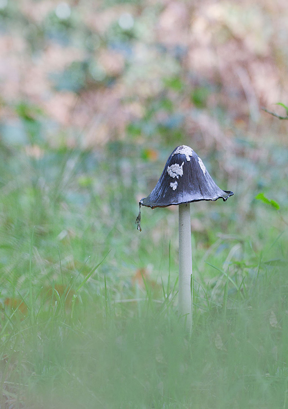 coprin pie - Coprinus picaceus.jpg
