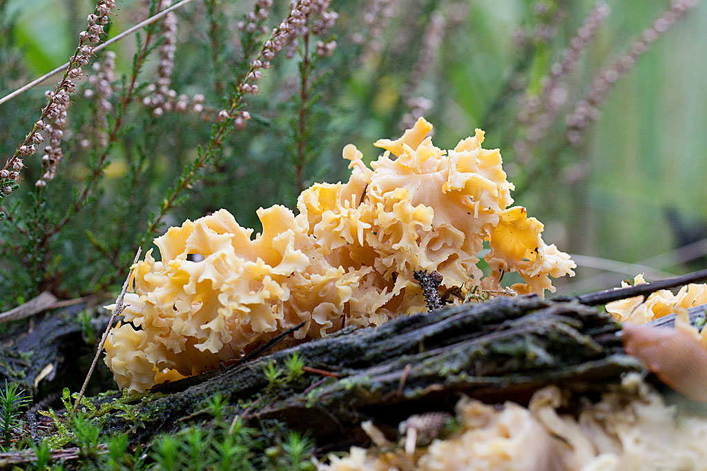 sparassis crépu - Sparassis crispa.jpg