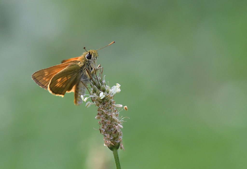 DS5_0709.jpg