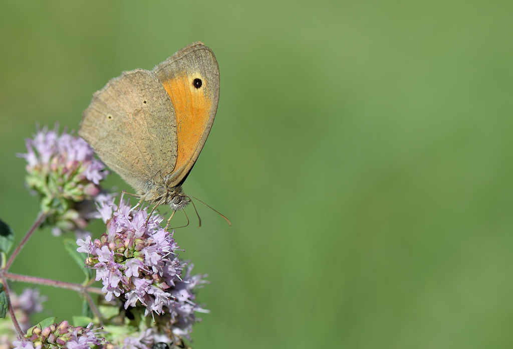 DS5_1182.jpg
