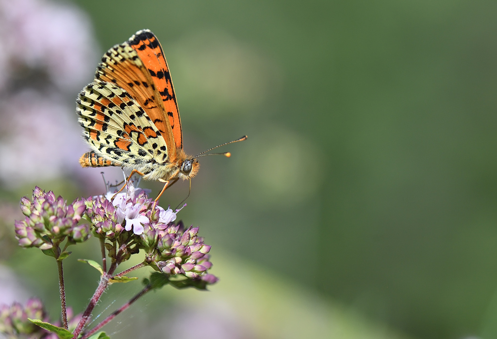 DS5_1315.jpg