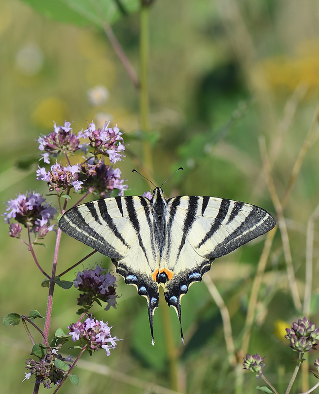 DS5_1335.jpg