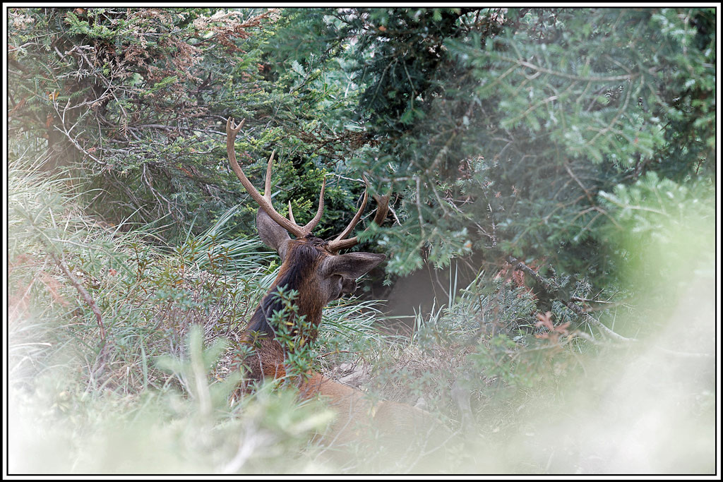 cerf(4344).jpg