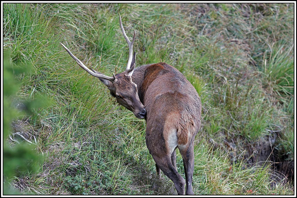 cerf(4349).jpg