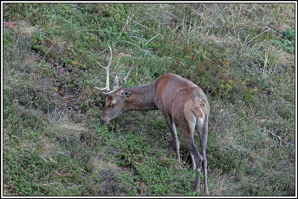 cerf(4352).jpg