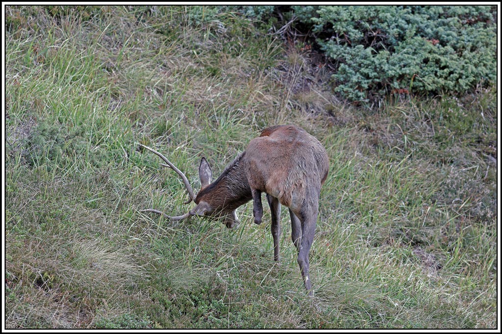 cerf(4355).jpg