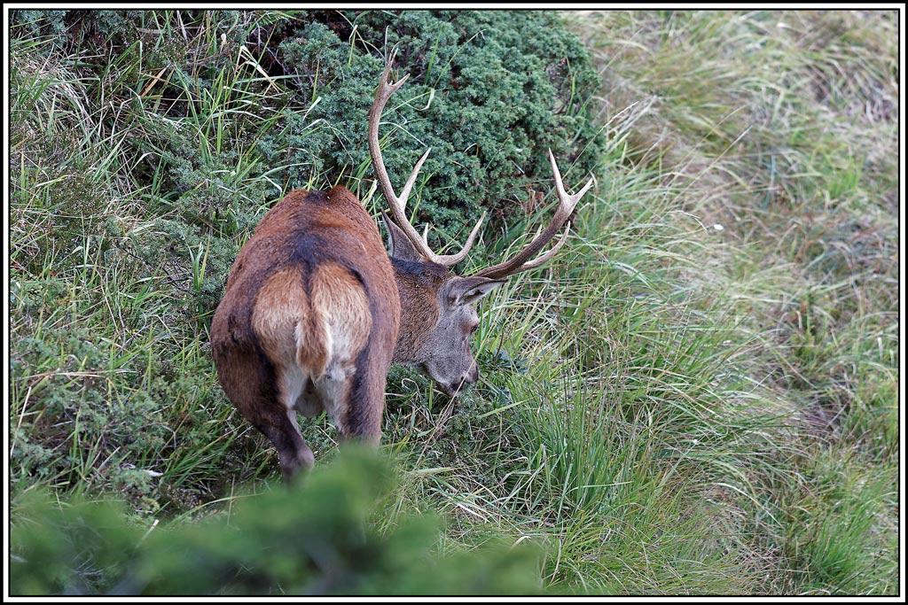 cerf(4364).jpg