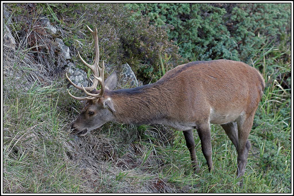 cerf(4368).jpg