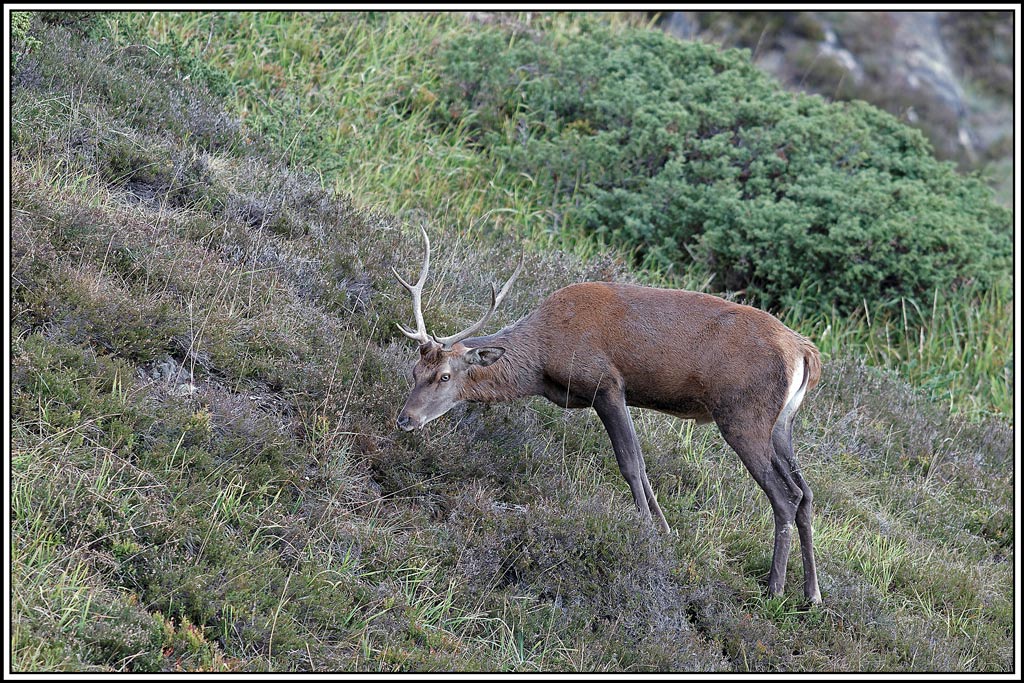 cerf(4374).jpg