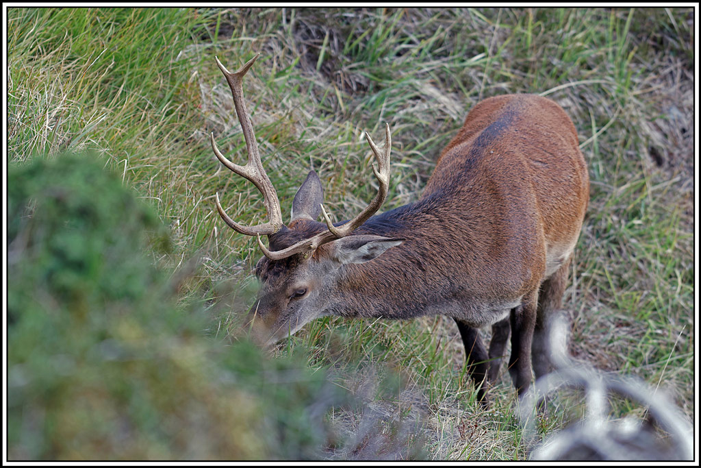 cerf(4379).jpg
