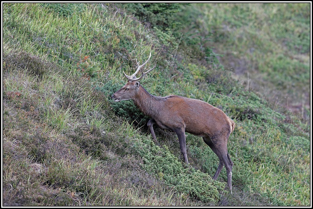 cerf(4389).jpg