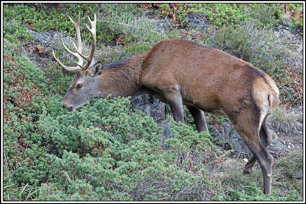 cerf(4399).jpg
