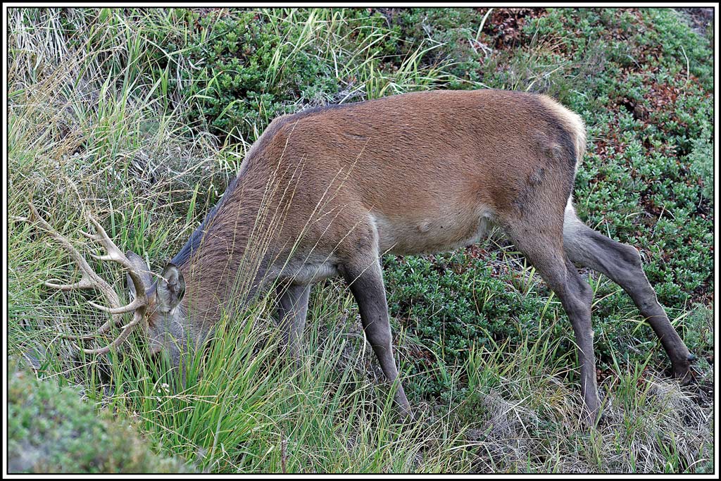 cerf(4424).jpg
