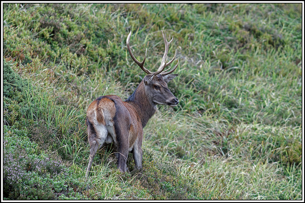 cerf(4447).jpg