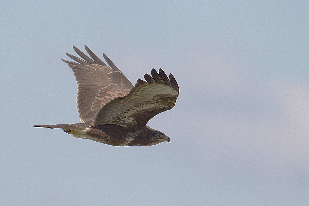 Buse variable vol 1 J Rivière.jpg