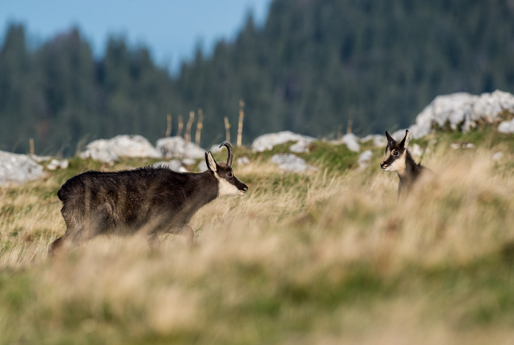 Chamois nov 2022_30.jpg