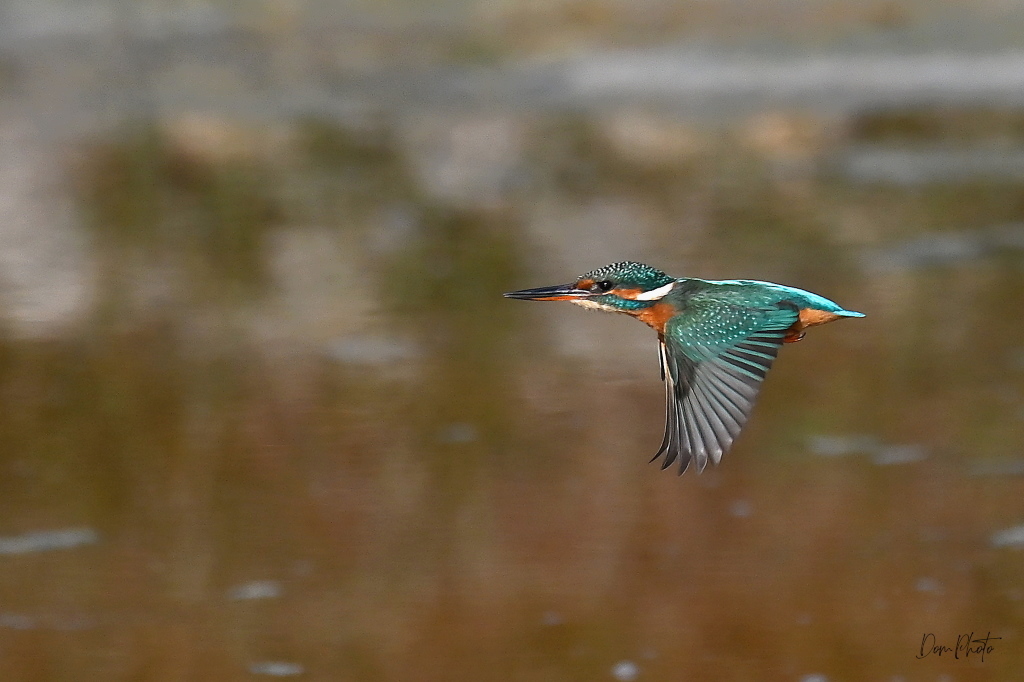 DSC_3004.JPG