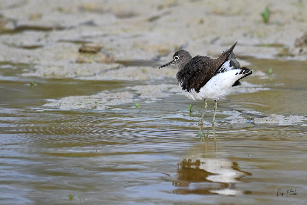 DSC_3124IN.jpg