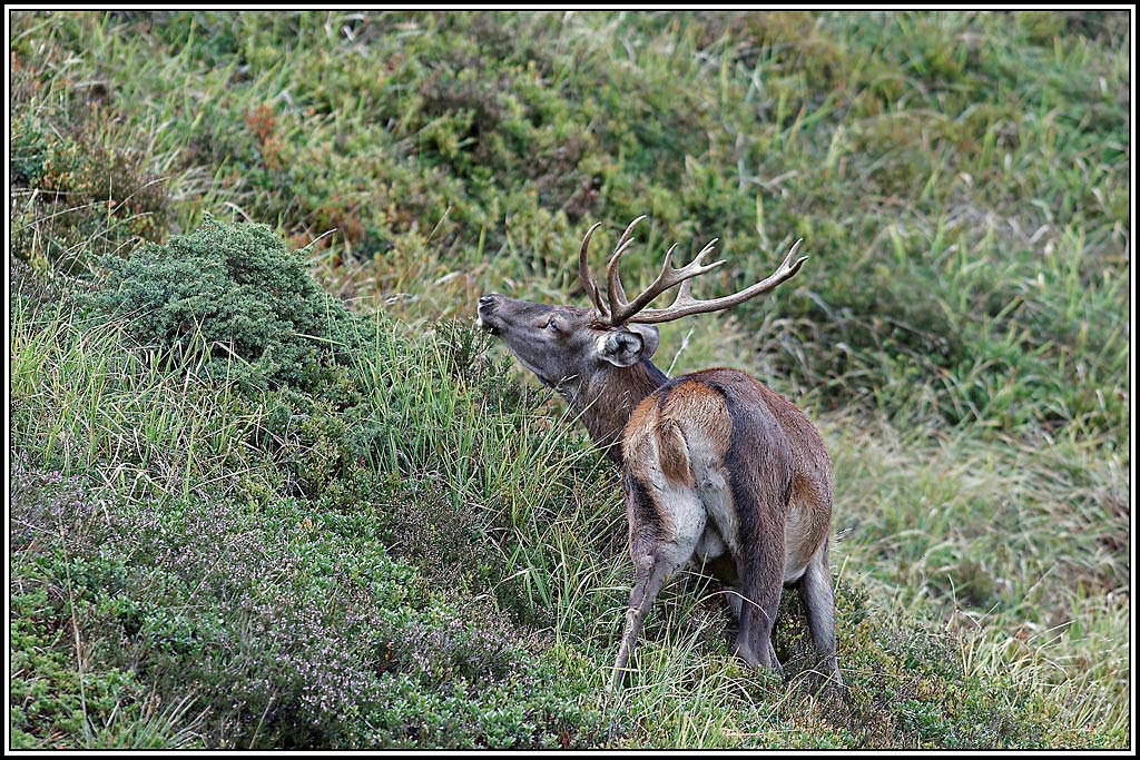 cerf(4451).jpg
