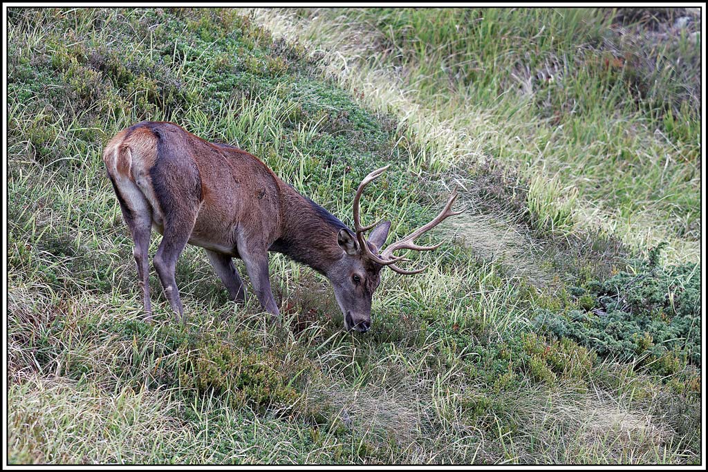 cerf(4467).jpg
