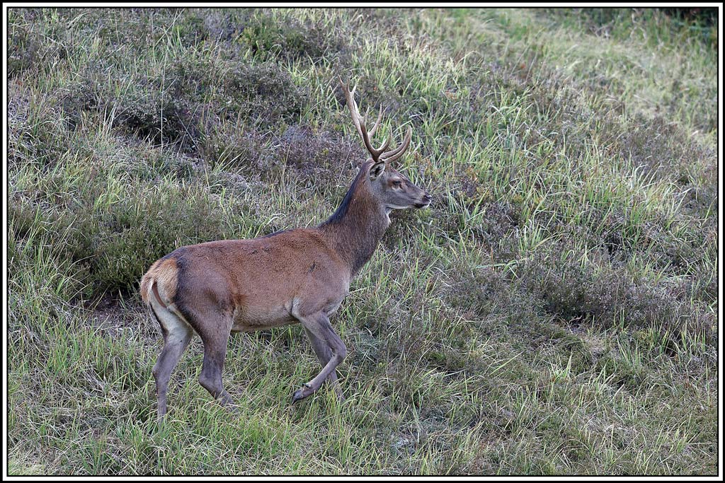 cerf(4482).jpg
