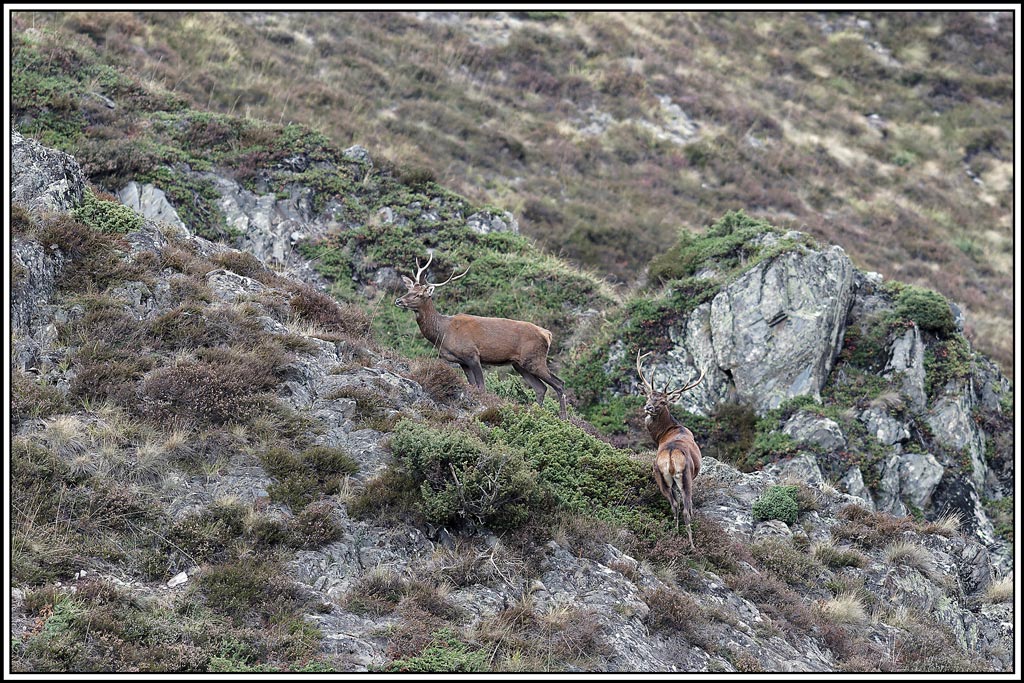 cerf(4499).jpg