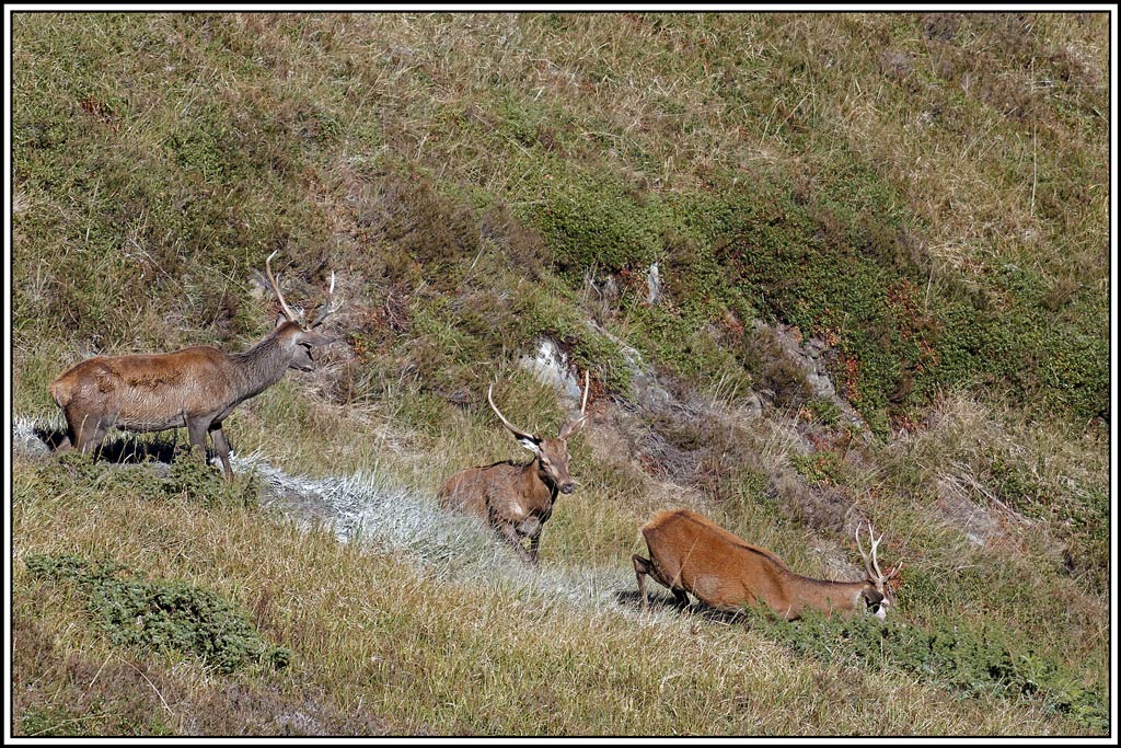 cerf(4514).jpg