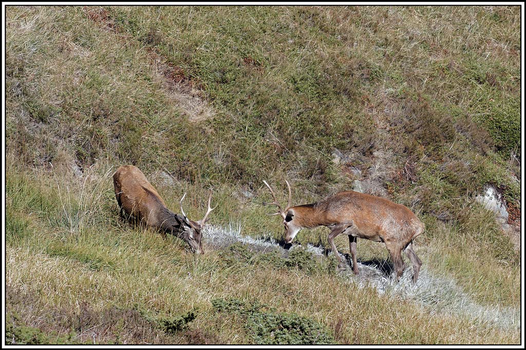 cerf(4520).jpg