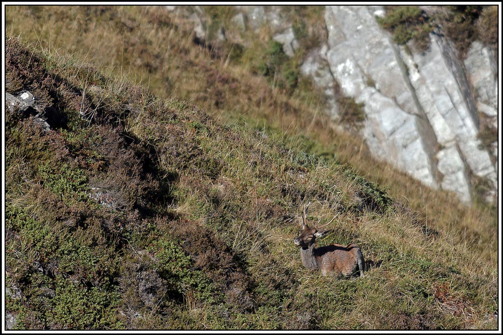 cerf(4530).jpg