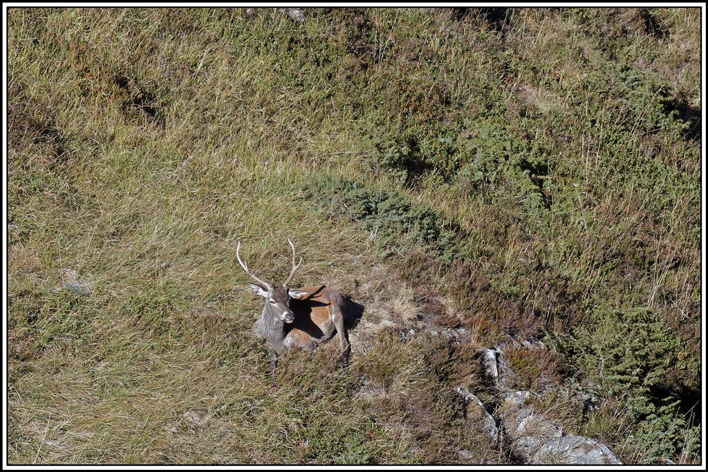 cerf(4534).jpg